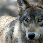 Woman attacked by wolf at wildlife park
