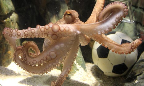 Paul the octopus picks England to host 2018 World Cup