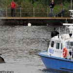 Elk takes harbour dip as police give chase