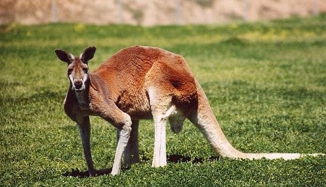 Mystery kangaroo put down after car collision