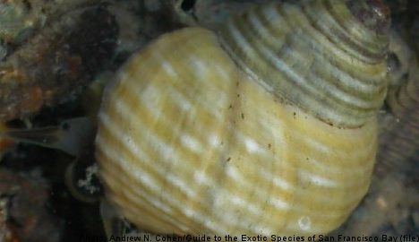 Swedish snails hide sex to avoid horny males