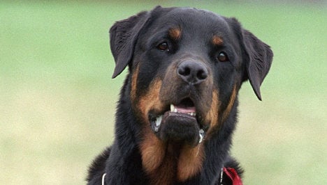 Three-year-old bitten to death by Rottweiler