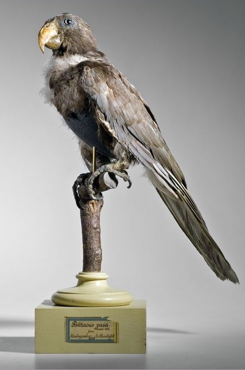 The stuffed Vasa parrot “Jacob,” who was the long-time pet of museum founder Alexander von Humboldt. Photo: Museum für Naturkunde, Berlin