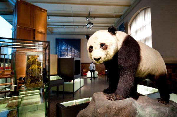 A gentle-eyed giant panda that Nazi Luftwaffe commander Hermann Göring (who also happened to be the Third Reich's Jägermeister) had stuffed for a 1935 international hunting exhibition in Berlin.Photo: DPA