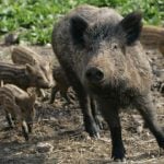 Boar pitch invasion at Hunter Park cancels football match