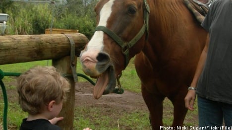 Swedish group to study horse whispering youth