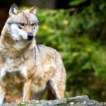 Lone wolf stokes fears in Bavaria