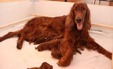 Irish Setter delivers 18- pup ‘litter of the century’