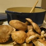 Giant cep mushroom found in Swedish woods