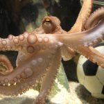 Paul the octopus oracle found dead