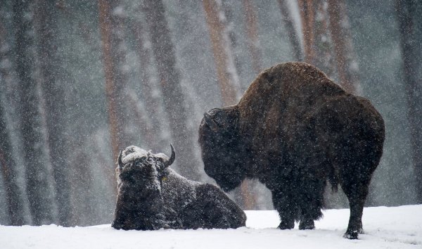 Bison coping with the snow in their enclosure in a wildlife park in Mannheim.Photo: DPA