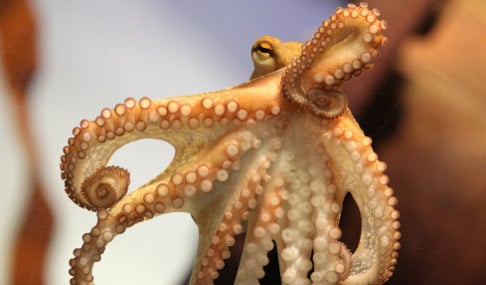 Aquarium unveils heir to Paul the psychic octopus