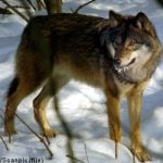 Sweden announces new wolf hunt limits