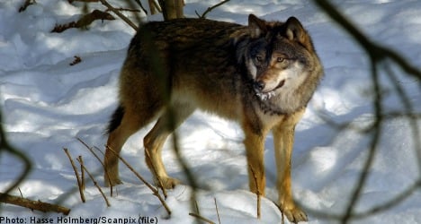 Sweden announces new wolf hunt limits