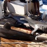 Shark kills German woman at Red Sea resort
