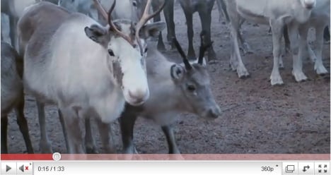 Reindeer 'cruelty' slammed by rights group