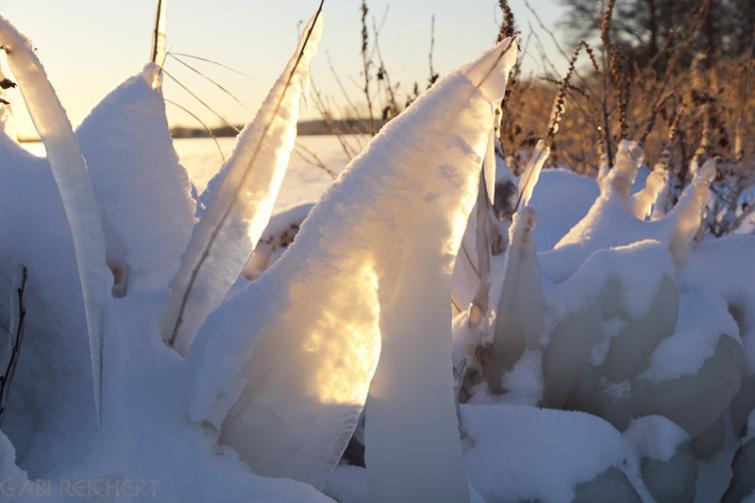 Swedish winter wonderland, December 2010<br>Askö, SwedenPhoto: Gabi E. Reichert