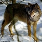 EU challenges Sweden’s wolf hunt policy