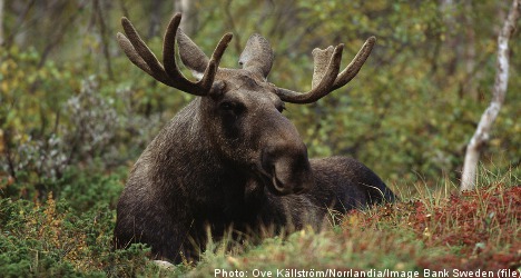 Swedish hunter shoots elk, mistakenly kills skier