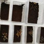 Spider smuggler caught in US sting operation