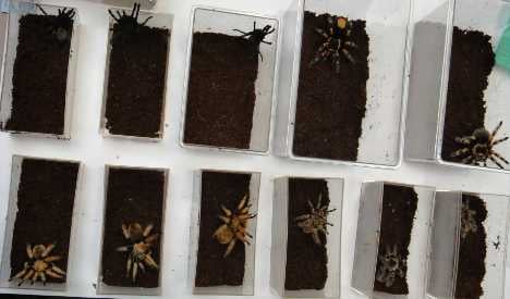 Spider smuggler caught in US sting operation