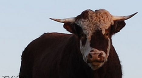 Swedish farmer gored to death by raging bull
