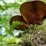 Swedish teen poisoned mum with mushrooms