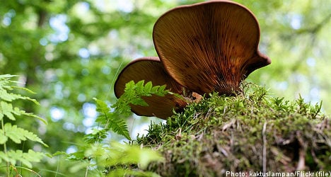 Swedish teen poisoned mum with mushrooms
