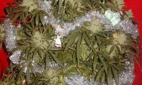 O, Cannabis Tree! Police find decorated plant during bust
