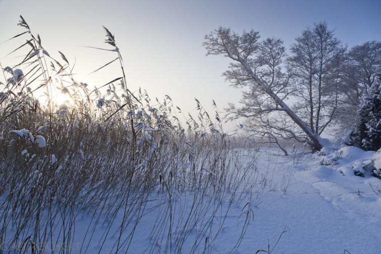 Swedish winter wonderful, January 2011Photo: Gabi E. Reichert