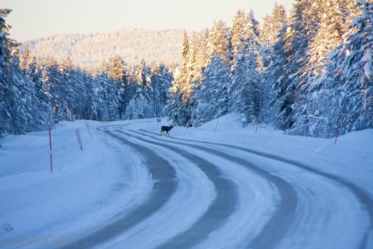 Swedish winter wonderland, January 2011Photo: Gabi E. Reichert