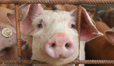 High levels of dioxin found in German pork