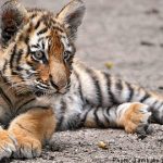Tiger cub bitten to death at Swedish zoo