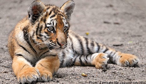 Tiger cub bitten to death at Swedish zoo