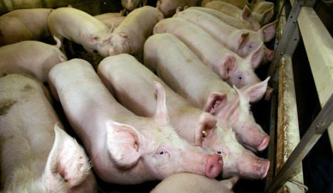 Pork farmers could get EU help on dioxin scare