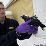 Swedish birds ‘scared to death’: veterinarian