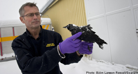 Swedish birds 'scared to death': veterinarian