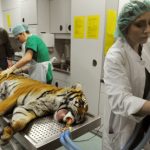 Hip cat: Tiger gets landmark artificial joint operation