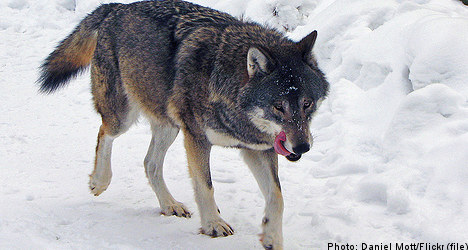 Wolf hunt set to proceed despite EU complaints