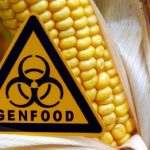 US considered trade war over GM crops