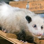 Cross-eyed opossum on diet to improve health and eye alignment