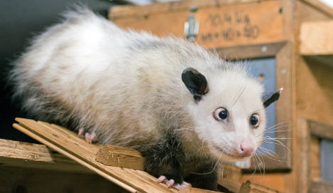 Cross-eyed opossum on diet to improve health and eye alignment