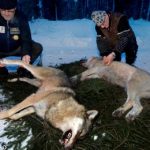 EU acts to stop Swedish wolf hunt