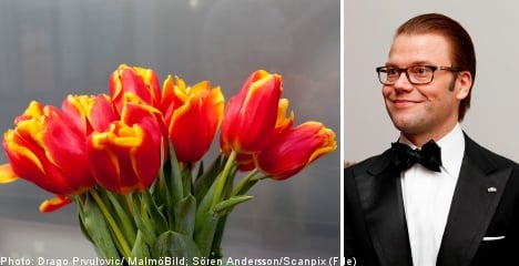 New tulip named after Sweden’s Prince Daniel