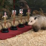 Cross-eyed opossum Heidi makes Oscar picks