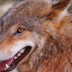Swedish wolf import plan hits Finnish hurdle