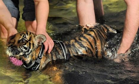 Lame tiger cub learning to walk with water therapy