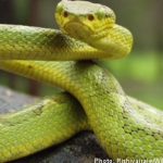 Woman held captive with poisonous snakes
