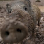 Wild boars destroy UK soldiers’ cemetery