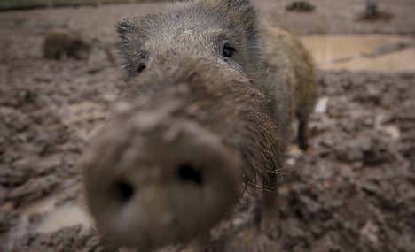 Wild boars destroy UK soldiers’ cemetery